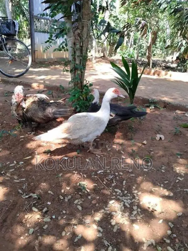 வந்து 3 பொடும் 1சேவலும்