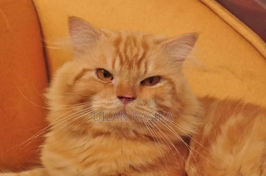 Persian Male Cat For Crossing