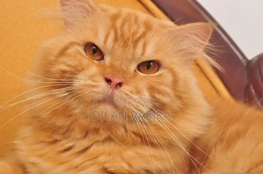 Persian Male Cat For Crossing