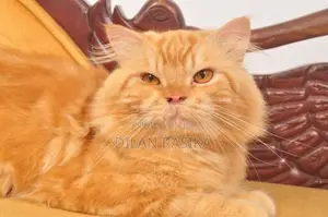 Persian Male Cat For Crossing