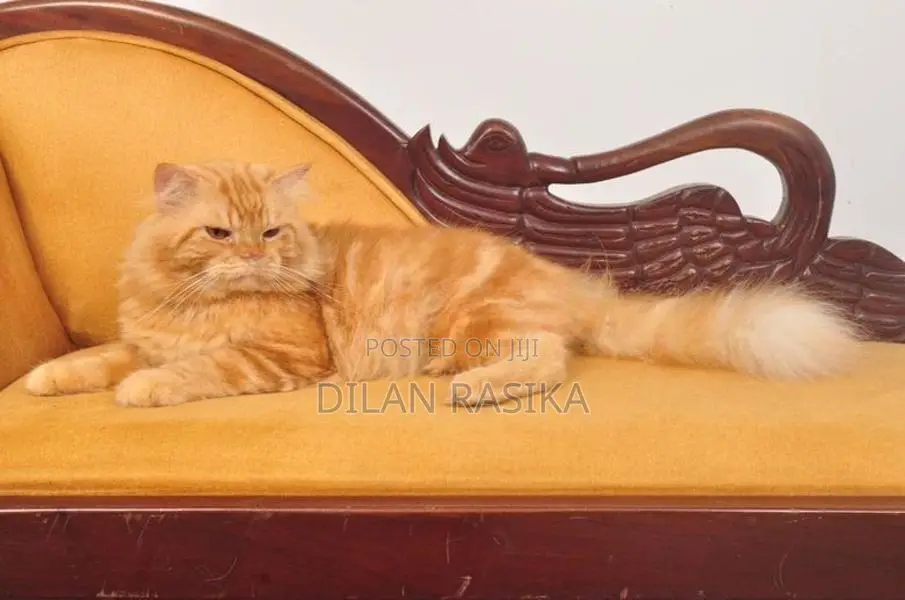 Persian Male Cat For Crossing