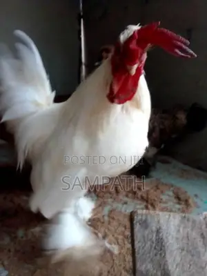 බැන්ටම් කුකුලන්