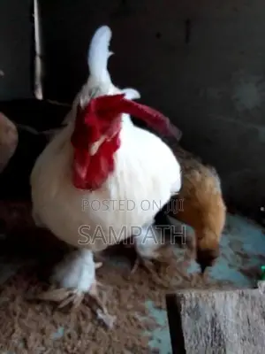 බැන්ටම් කුකුලන්
