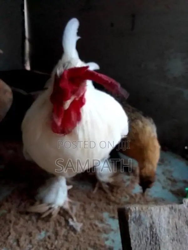 බැන්ටම් කුකුලන්