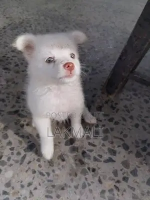 Pomenarian Spitz Puppies