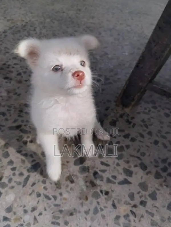 Pomenarian Spitz Puppies