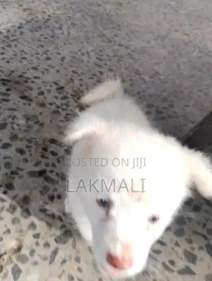 Pomenarian Spitz Puppies