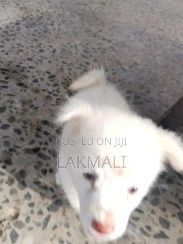 Pomenarian Spitz Puppies