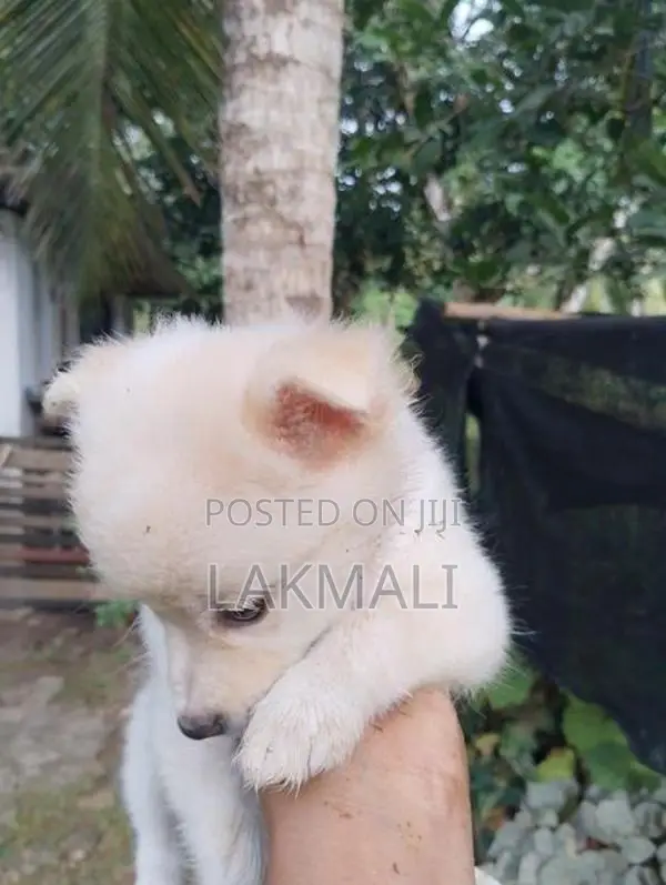 Pomenarian Spitz Puppies