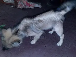 Pomenarian Spitz Puppies