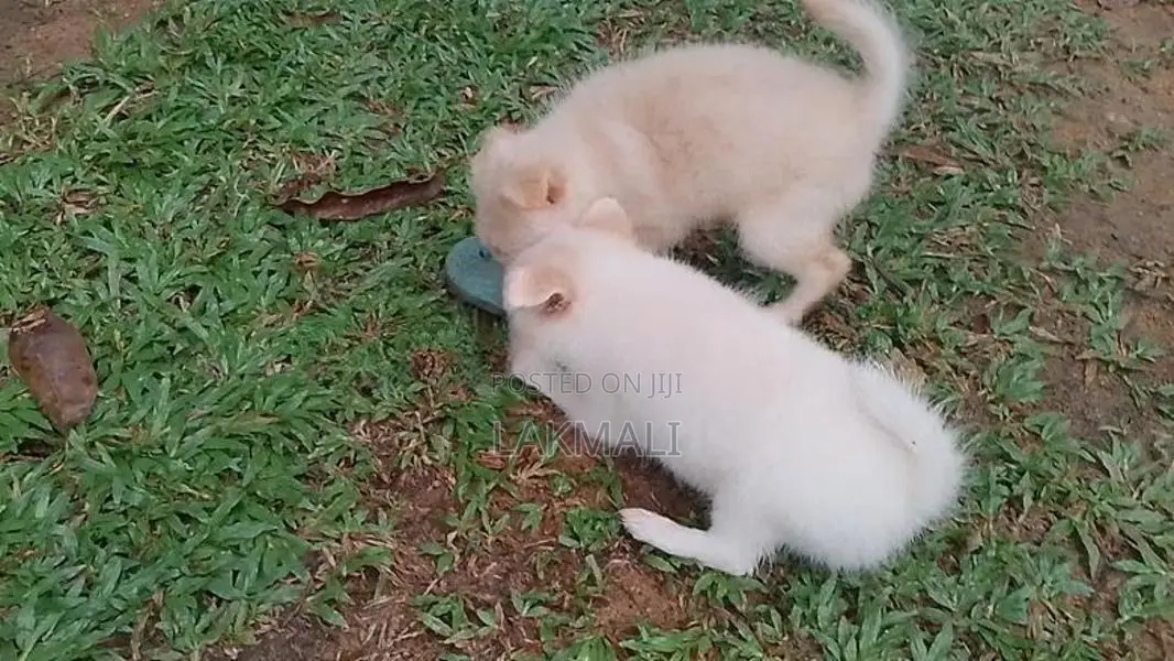 Pomenarian Spitz Puppies