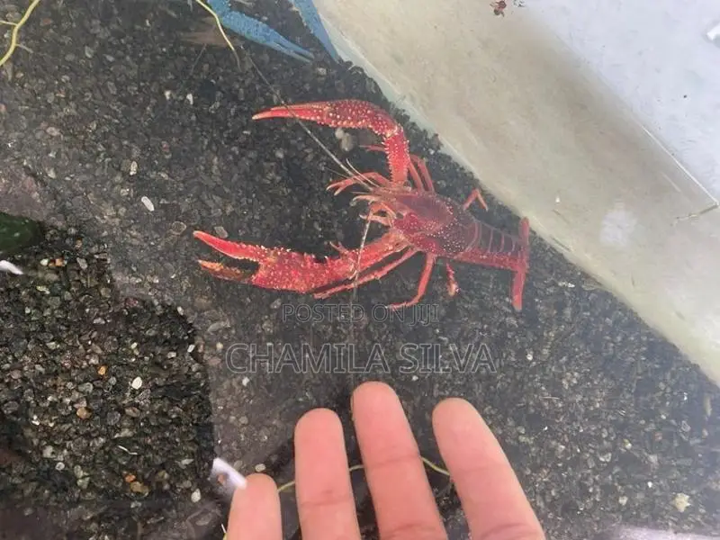 Crayfish