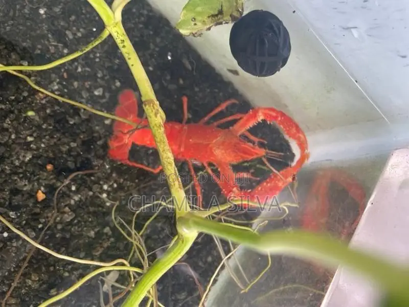Crayfish