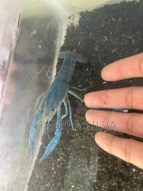 Crayfish