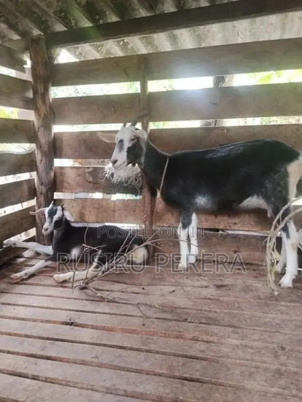 Sanhan Goat