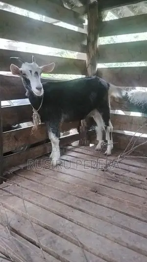 Sanhan Goat