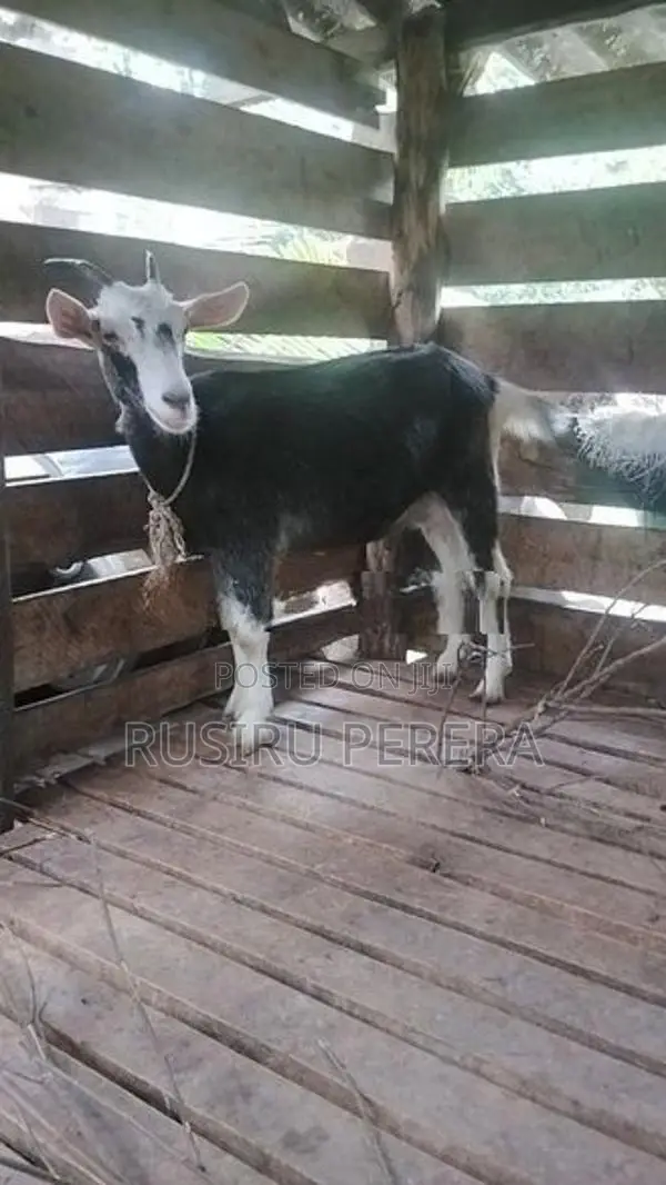 Sanhan Goat