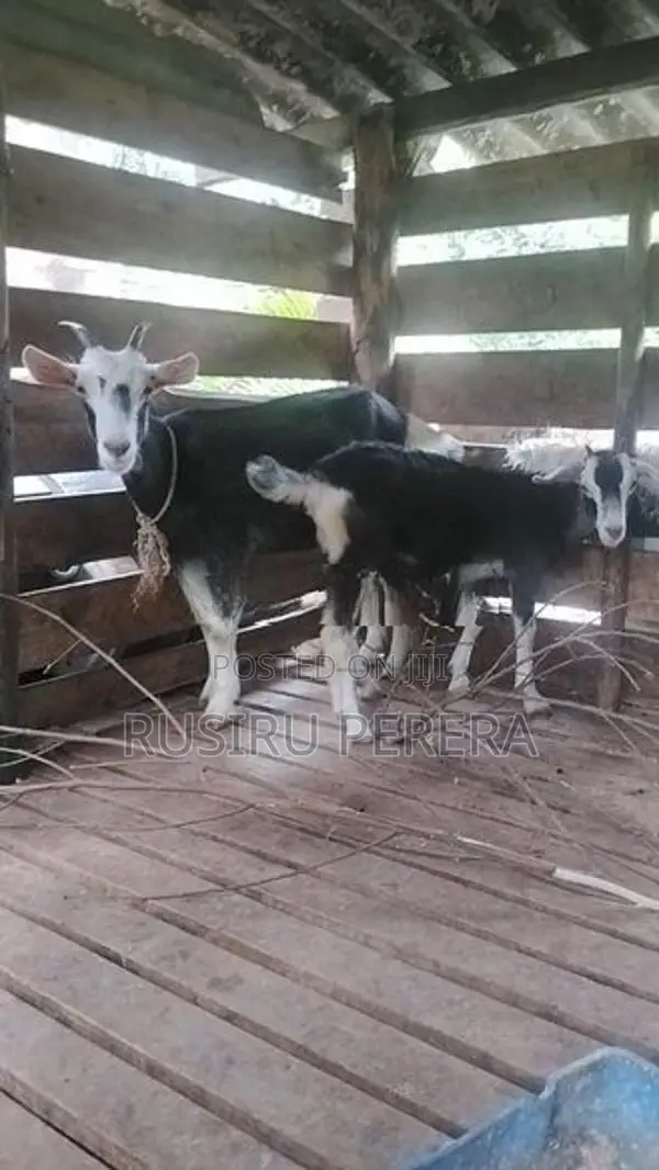 Sanhan Goat