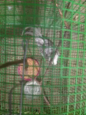 Cockatiel Birds