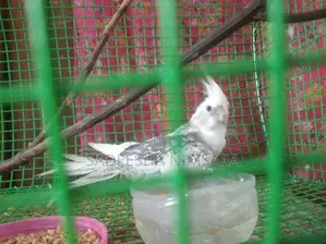 Cockatiel Birds