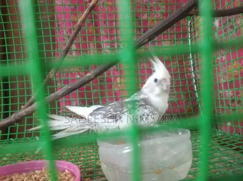 Cockatiel Birds