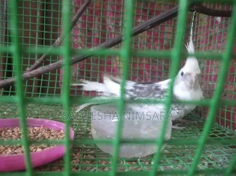 Cockatiel Birds