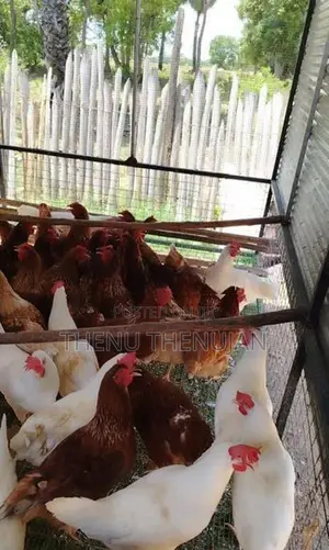 Muddai Koli
