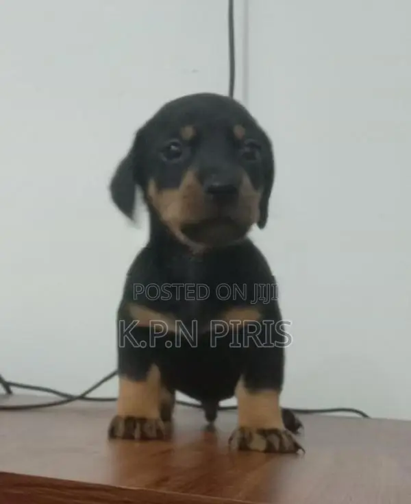 Dachshund Dog