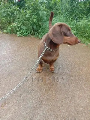 Dachshund Dog