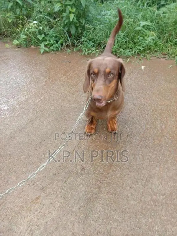 Dachshund Dog