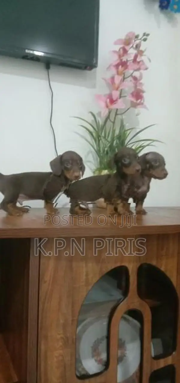 Dachshund Dog