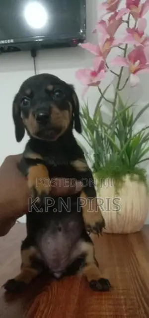 Dachshund Dog