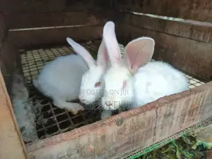 Rabbits