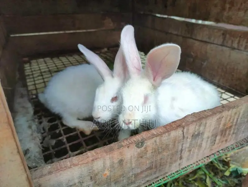 Rabbits
