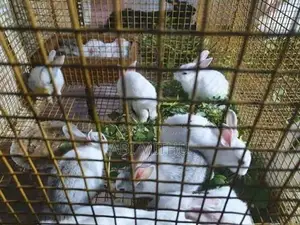 Rabbits
