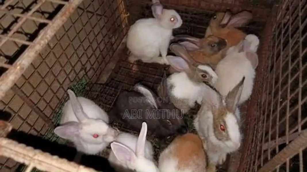 Rabbits