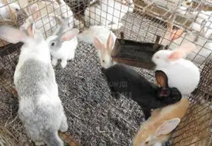 Rabbits