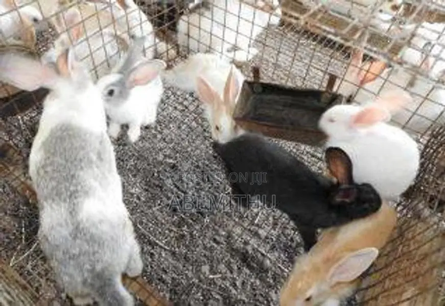 Rabbits