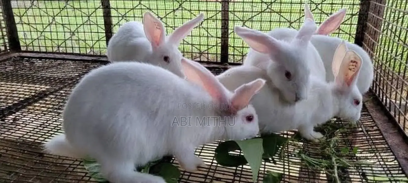 Rabbits