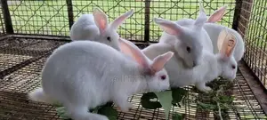 Rabbits