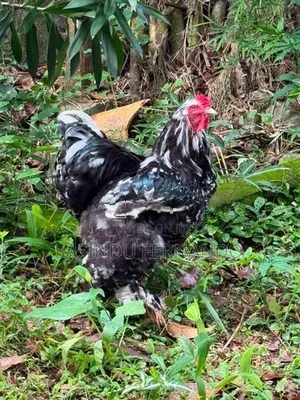 Brahma Chickens