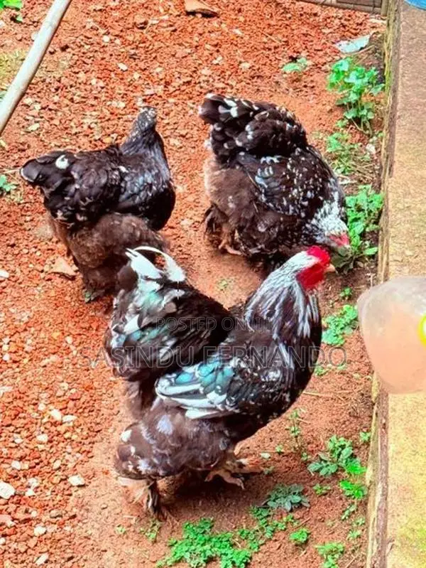 Brahma Chickens