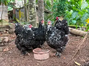 Brahma Chickens