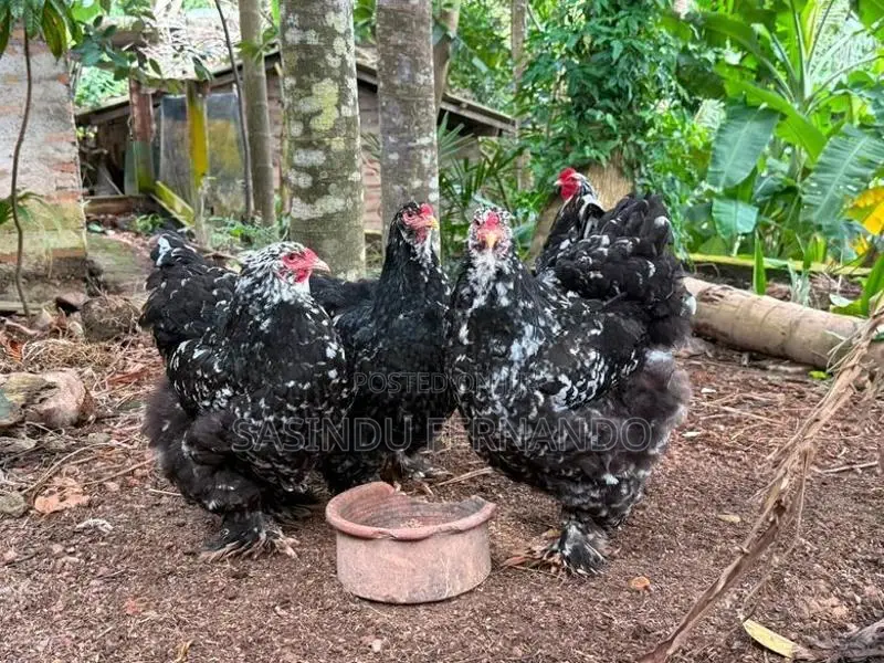 Brahma Chickens