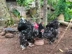 Brahma Chickens
