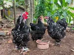 Brahma Chickens