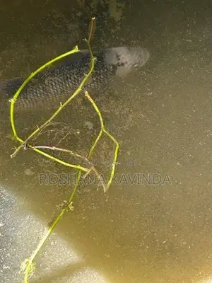 3 Gurami ගුරාමි 3k සහ Queen Fish Set