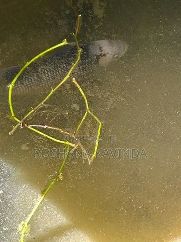 3 Gurami ගුරාමි 3k සහ Queen Fish Set