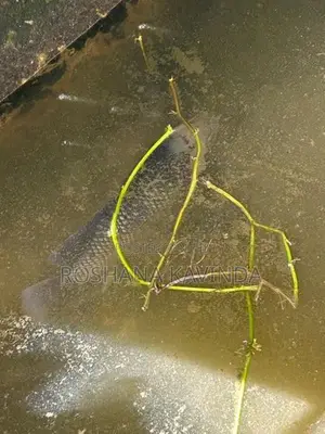 3 Gurami ගුරාමි 3k සහ Queen Fish Set