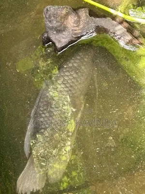 3 Gurami ගුරාමි 3k සහ Queen Fish Set